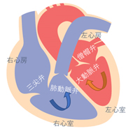 心臓には4つの弁がある