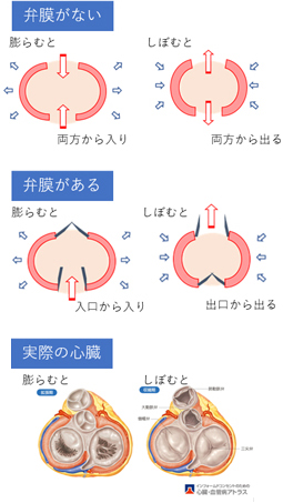 2.弁の働きと心臓のポンプ機能