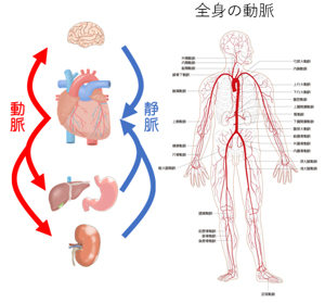 1.2種類の血管 ～動脈と静脈～