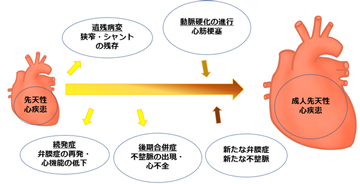 心臓へのエネルギー供給路