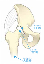 股関節